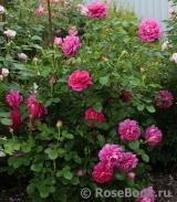 Princess Anne Princess Anne