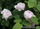 Redoute Redoute