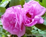 Rosa Zwerg Rosa Zwerg