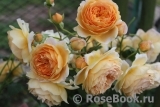 Crown Princess Margareta® Crown Princess Margareta®