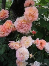 Augusta Luise Augusta Luise