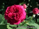 Darcey Bussell Darcey Bussell