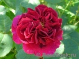 Darcey Bussell Darcey Bussell