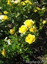 Yellow Fairy Yellow Fairy