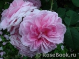Gertrude Jekyll Gertrude Jekyll