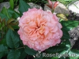 Augusta Luise Augusta Luise