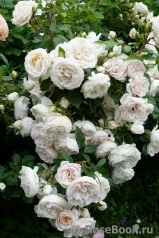 Lions Rose Lions Rose
