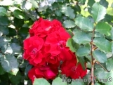 Roter Korsar Roter Korsar