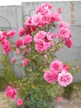 Violette Parfumee Gpt ® Violette Parfumee Gpt ®