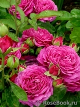 Heidi Klum Rose Heidi Klum Rose