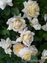 Crocus Rose® Crocus Rose®
