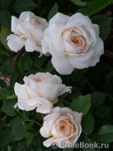 Crocus Rose® Crocus Rose®