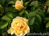 Topas Jewel Topas Jewel