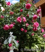 Baronesse Baronesse