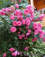 Baronesse Baronesse