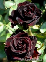 Black Baccara Black Baccara