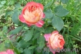 Baby Romantica (-)
