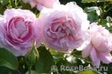 Amazing Grace ™ Amazing Grace ™