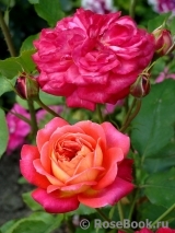 Midsummer Midsummer