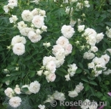 White Meidiland White Meidiland