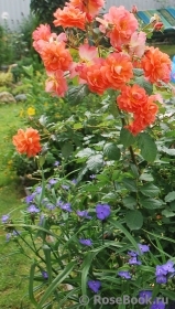Westerland Westerland