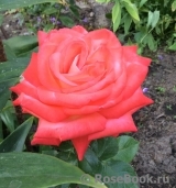 Konigin der Rosen Konigin der Rosen