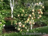 Lady of Shalott Lady of Shalott