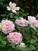 Амазинг розе