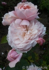 The Alnwick Rose The Alnwick Rose