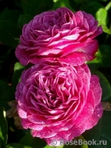 Heidi Klum Rose Heidi Klum Rose