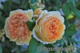 Crown Princess Margareta® Crown Princess Margareta®