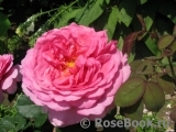 Princess Alexandra of Kent Princess Alexandra of Kent
