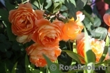 Lady of Shalott Lady of Shalott