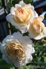 Crocus Rose® Crocus Rose®