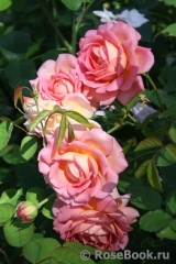 Jubilee Celebration® Jubilee Celebration®