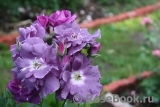 Blue for You Blue for You