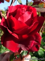 Schwarze Madonna Schwarze Madonna
