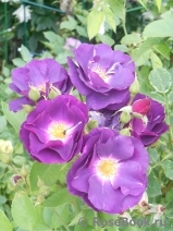 Rhapsody in Blue Rhapsody in Blue