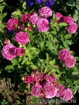 Heidi Klum Rose Heidi Klum Rose