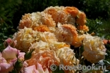 Goldelse Goldelse