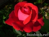Dame de Coeur Dame de Coeur