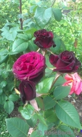 Black Baccara Black Baccara