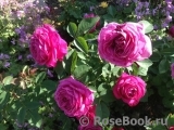 Heidi Klum Rose Heidi Klum Rose