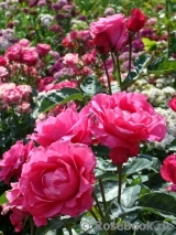 Vin Rose Vin Rose