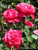Vin Rose Vin Rose