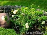 Sunny Rose Sunny Rose