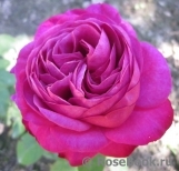 Heidi Klum Rose Heidi Klum Rose