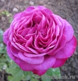 Heidi Klum Rose Heidi Klum Rose