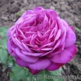 Heidi Klum Rose Heidi Klum Rose