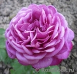 Heidi Klum Rose Heidi Klum Rose